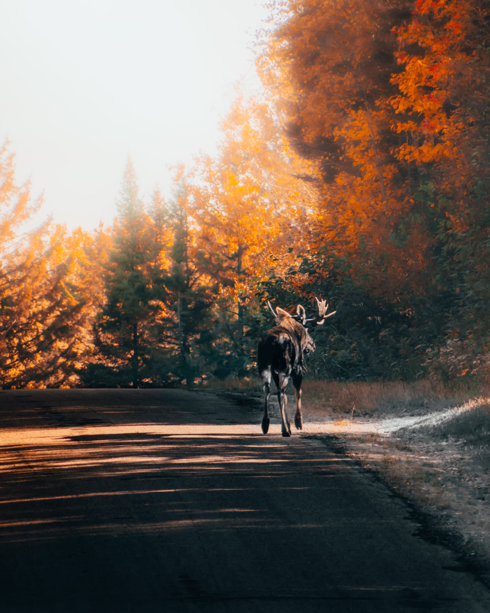 Algonquin, Canada