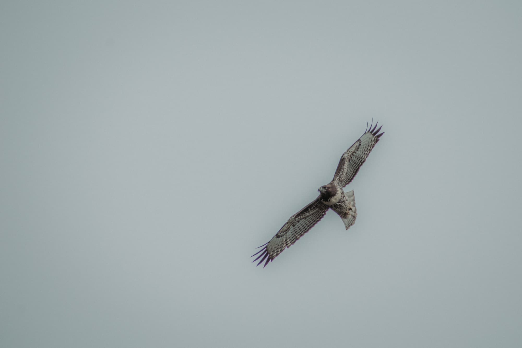 Calgary - Alberta, Canada